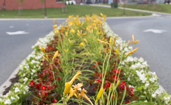 Gateway Shopping Center Commercial Landscape in Winchester, VA